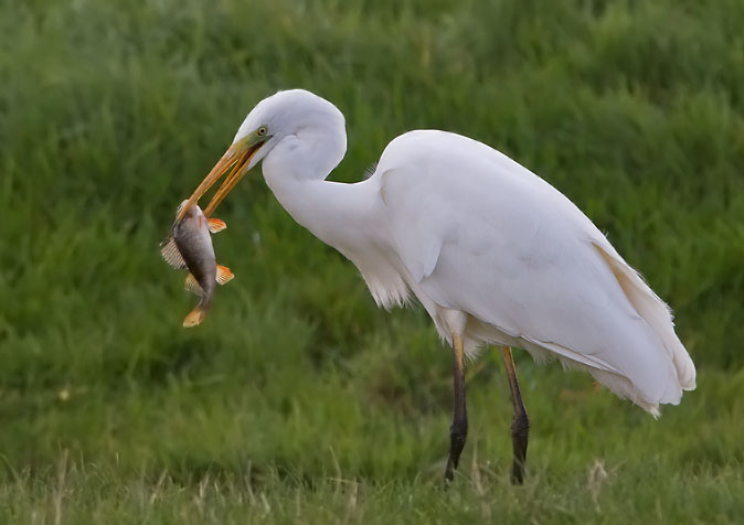 Grotezilverreiger_baars221010I.JPG