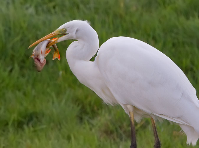 Grotezilverreiger_baars221010L.JPG