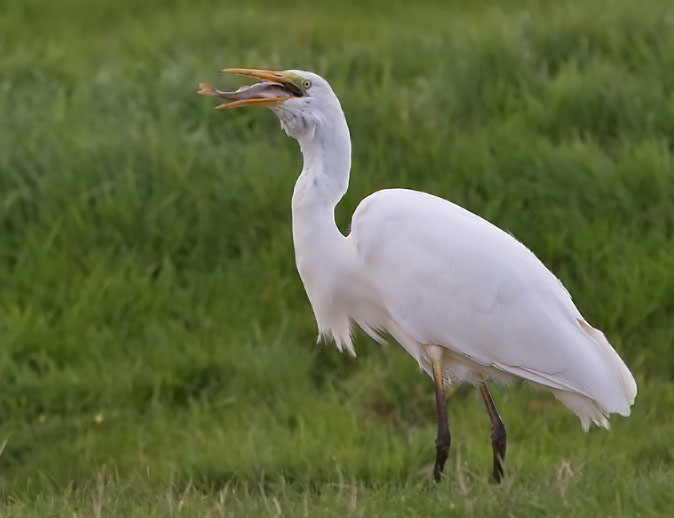Grotezilverreiger_baars221010M.JPG