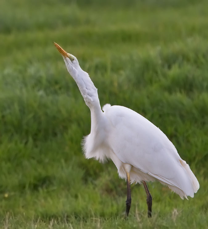 Grotezilverreiger_baars221010O.JPG