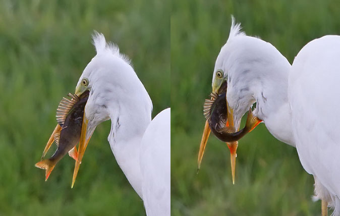 Grotezilverreiger_baars221010_coll.jpg