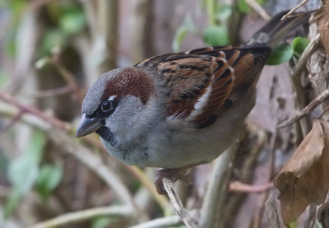 Huismus281010C.JPG