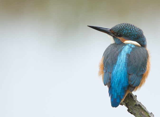 IJsvogel131010H.JPG