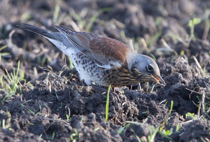 Kramsvogel181010C.JPG