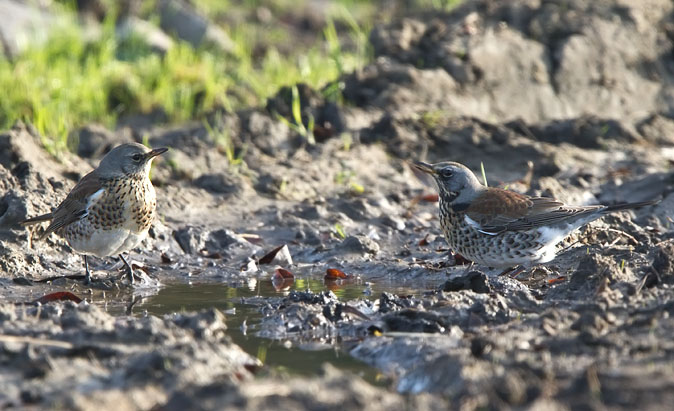 Kramsvogels181010.JPG