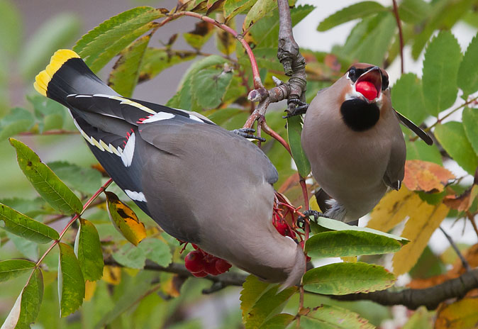 Pestvogel261010D.JPG