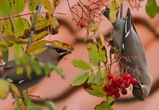 Pestvogel261010I.JPG