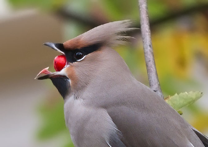 Pestvogel261010R.JPG