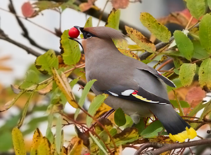 Pestvogel261010T.JPG