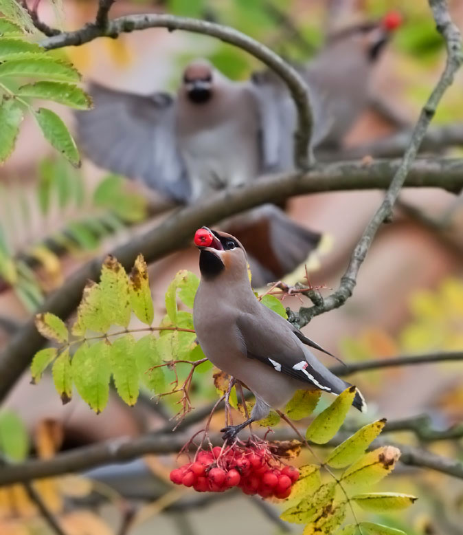 Pestvogel26101Y.JPG