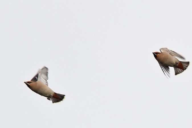Pestvogels021110E.JPG