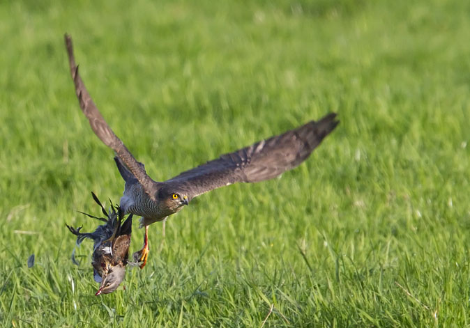 Sperwer_kramsvogel181010A.JPG