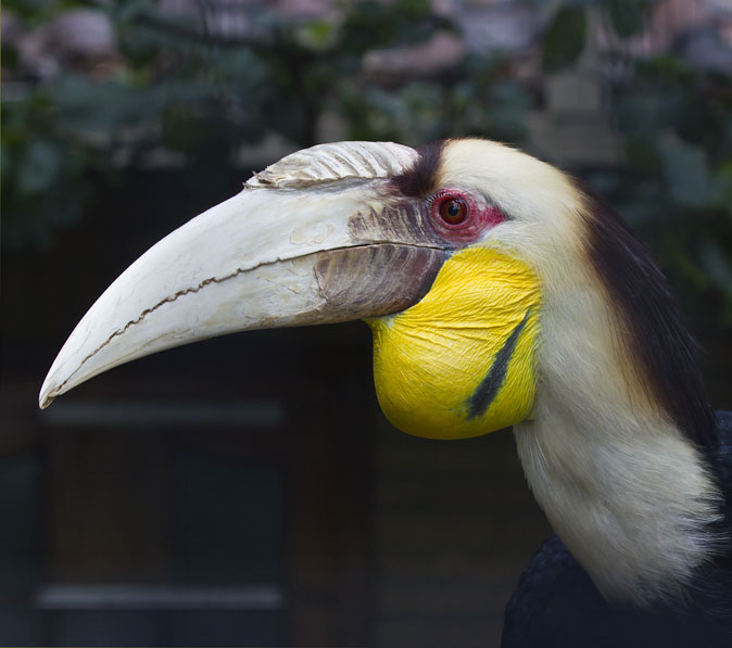 Grotejaarvogel_man310711.jpg