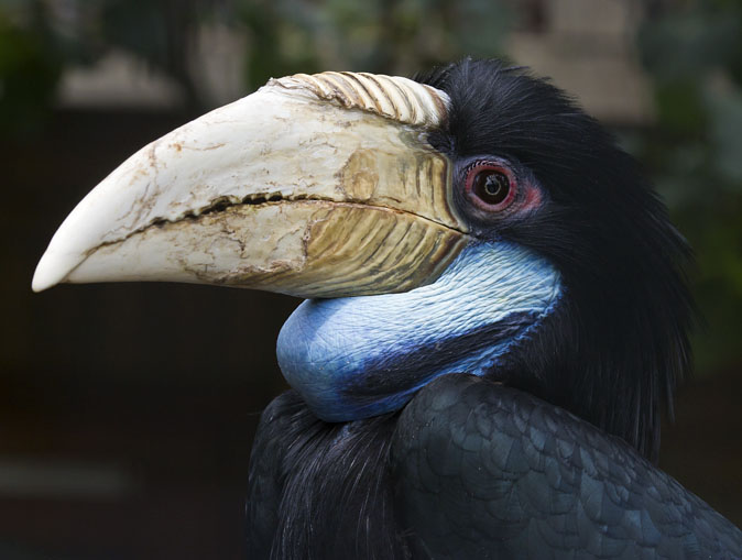 Grotejaarvogel_vr310711.jpg