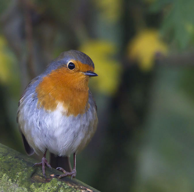 Roodborst021111.jpg