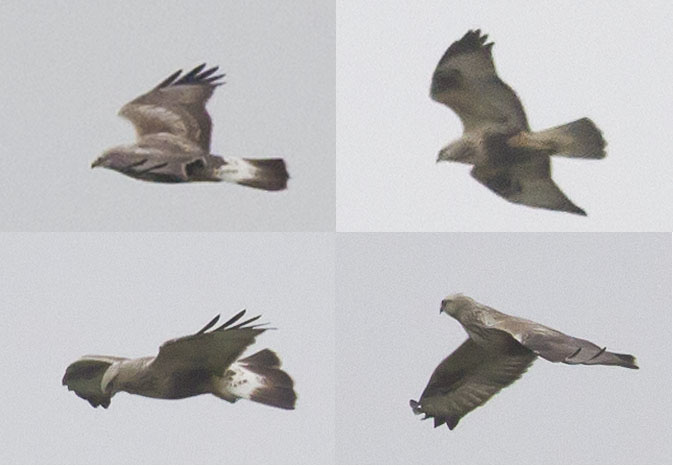 Ruigpootbuizerd251011_coll.jpg