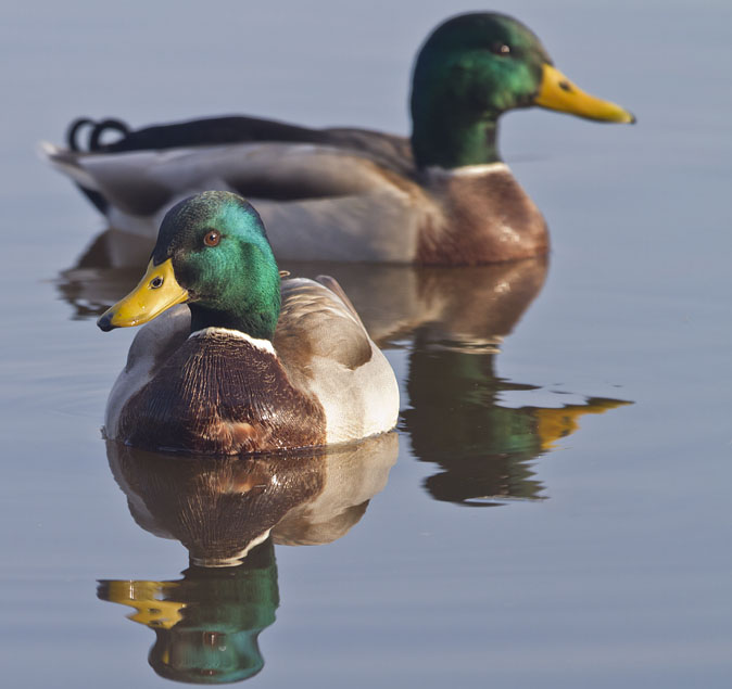 Wildeeenden021111.jpg