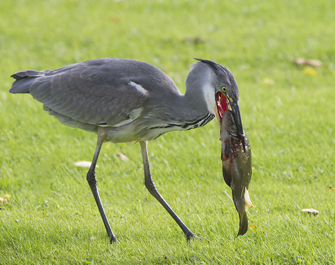 Blauwereiger_Zeelt051012.jpg