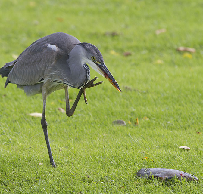 Blauwereiger_Zeelt051012B.jpg