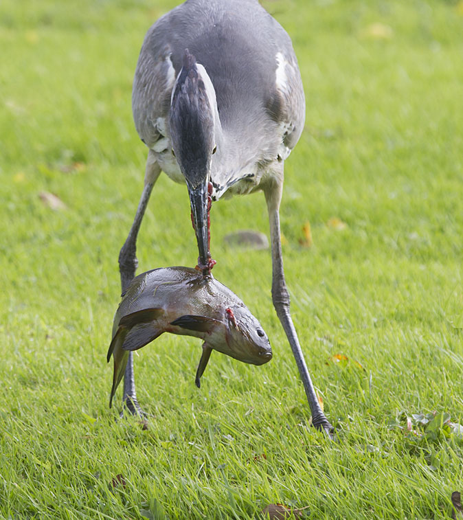 Blauwereiger_Zeelt051012D.jpg