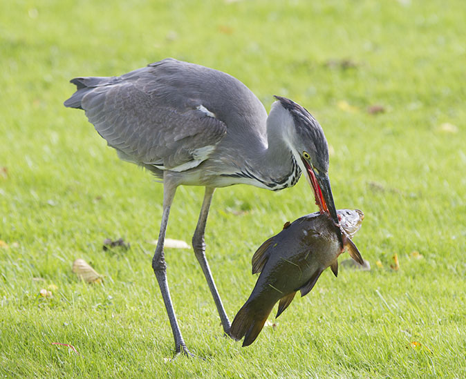 Blauwereiger_Zeelt051012E.jpg