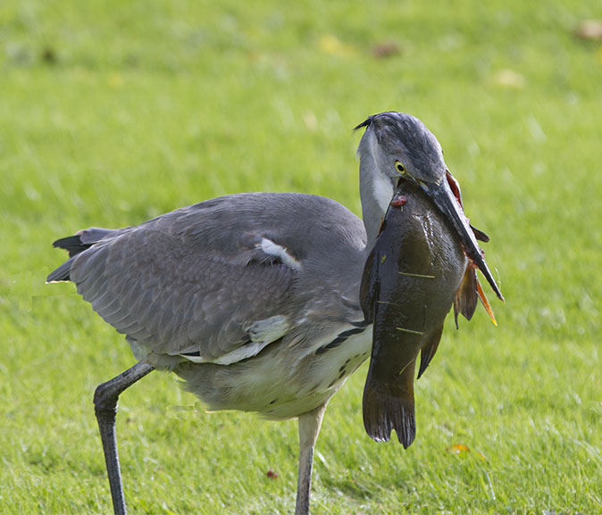 Blauwereiger_Zeelt051012I.jpg