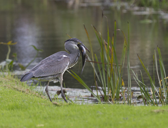 Blauwereiger_Zeelt051012N.jpg