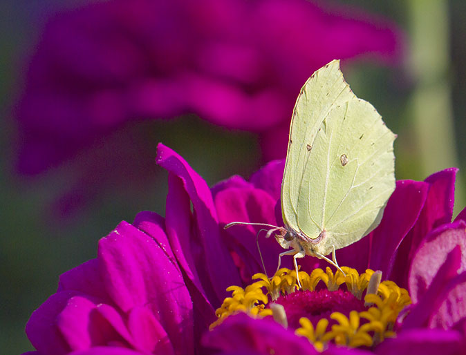 Citroenvlinder090912.jpg