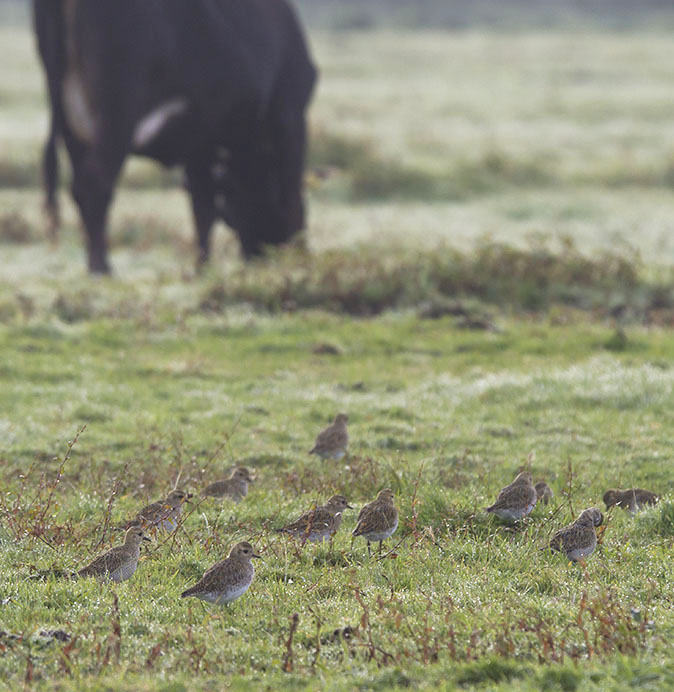 Goudplevieren081012.jpg