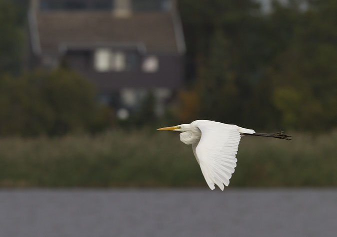 Grotezilverreiger011012A.jpg