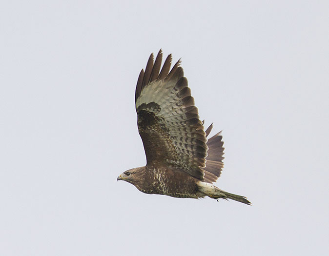 Buizerd161013