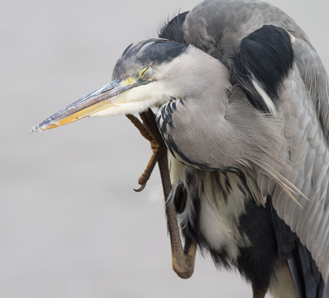 Blauwereiger061014E