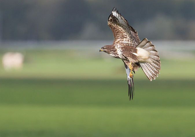 Buizerd101014