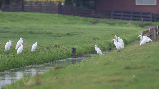 Grotezilverreigers101014