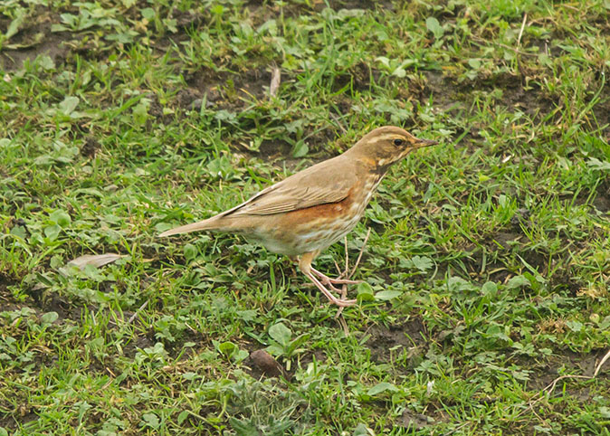 Koperwiek301014B