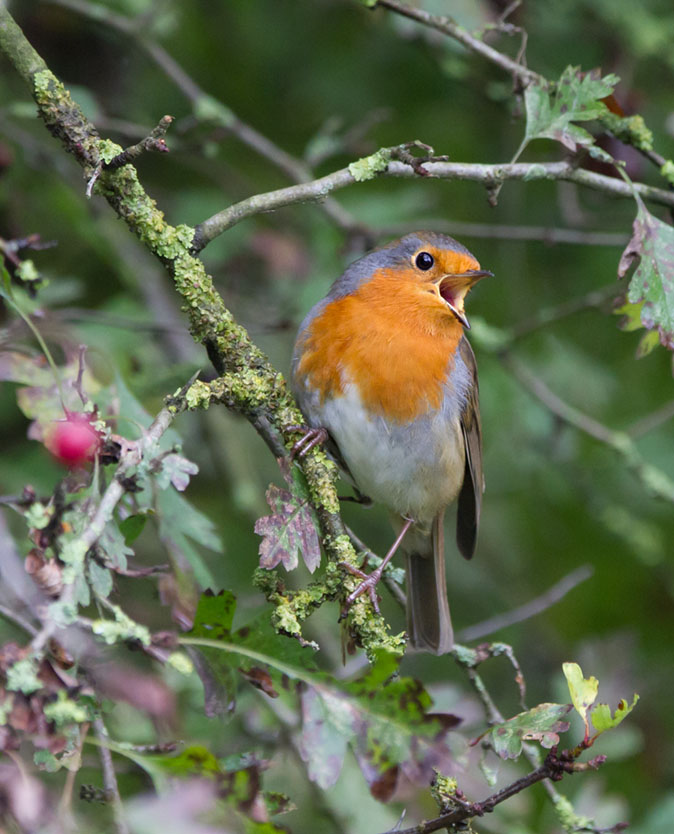 Roodborst161014