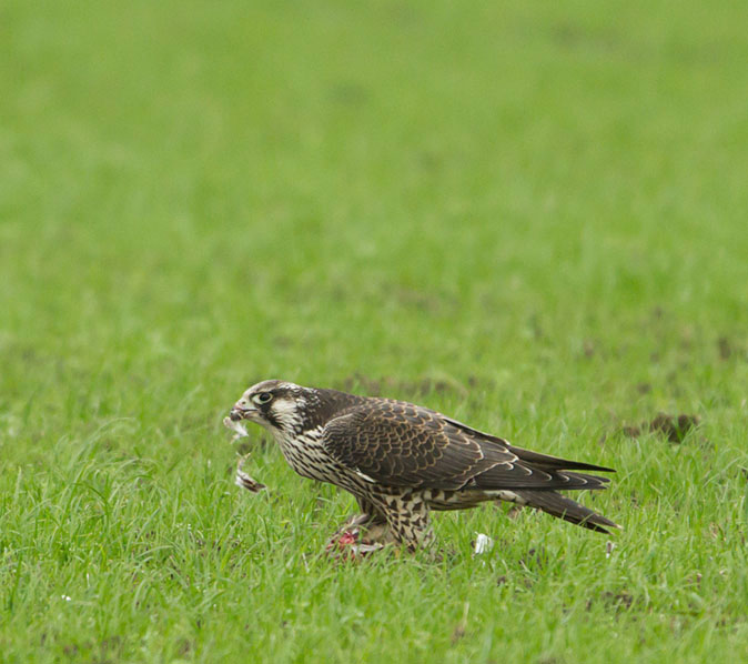 Slechtvalk261014F