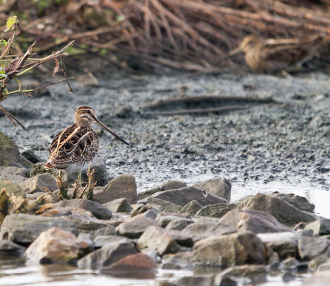 Watersnip011014