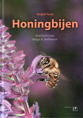 Honingbijen.jpg