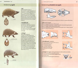 Veldgids_Europese_zoogdieren_egel.jpg