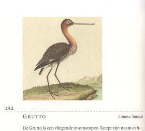 Vogels_kijken_grutto.jpg