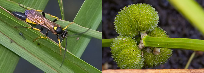 Amblyteles_Pijlkruid090909.JPG