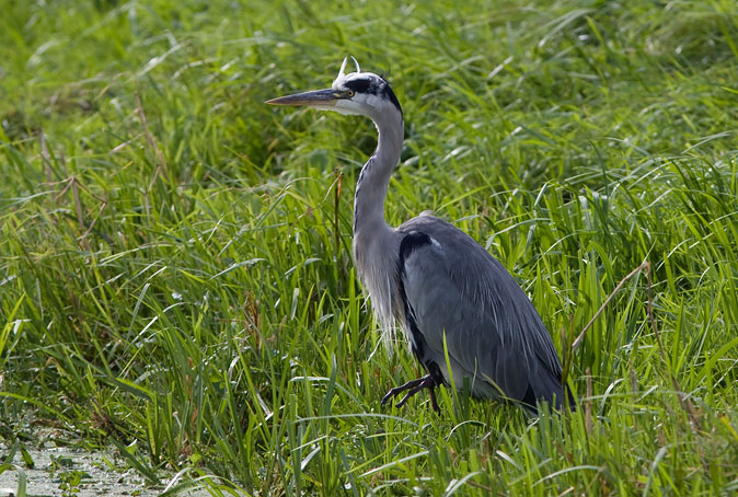 Blauwereiger040909B.JPG