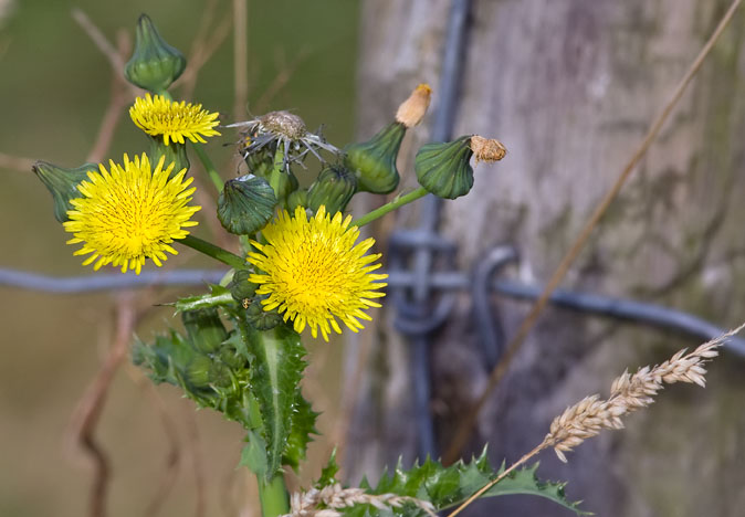 Gekroesdemelkdistel080909