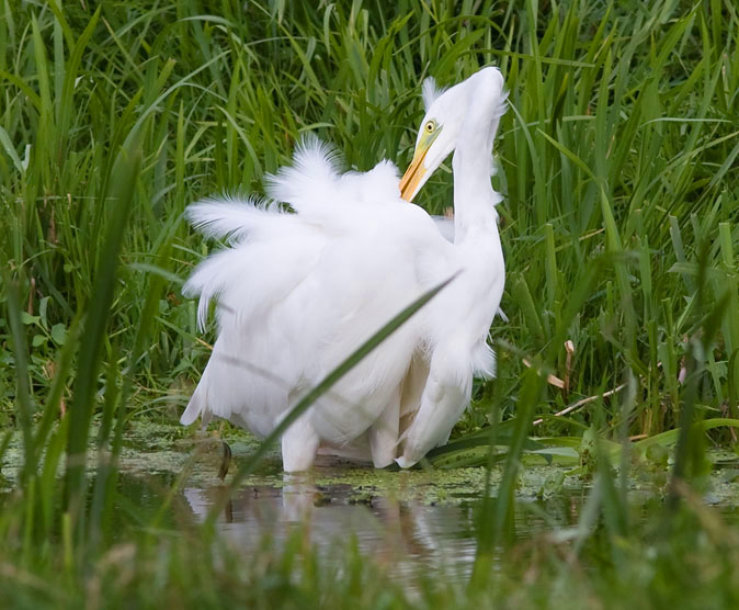 Grotezilverreiger040909B.JPG