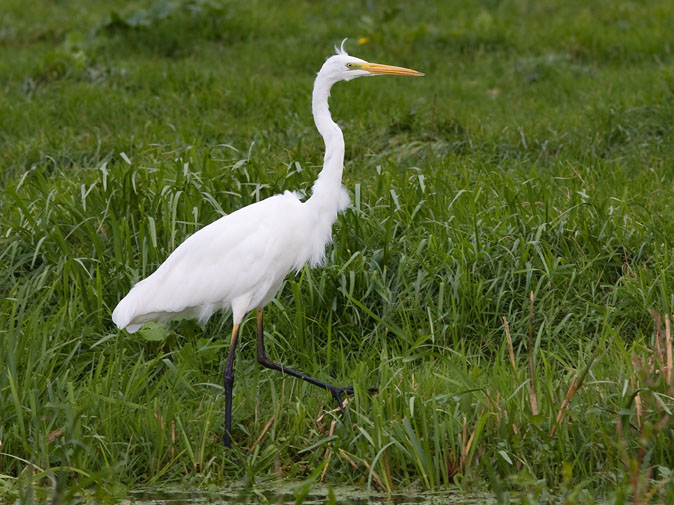 Grotezilverreiger040909F.JPG