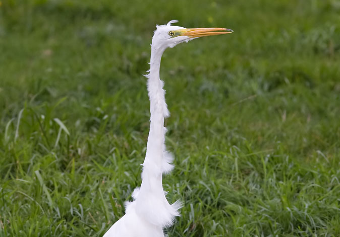 Grotezilverreiger040909K