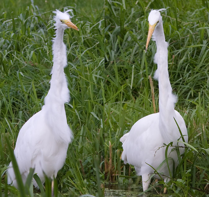 Grotezilverreiger040909_0Icoll.JPG