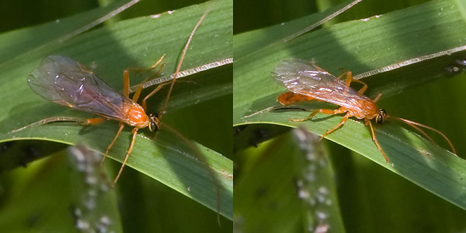 Ophionluteus080909A0.JPG