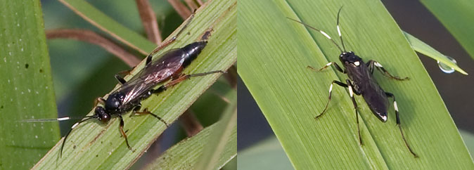 Steunichneumon_Achaius080909.jpg